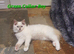 Beautiful GCCF Registered Ragdoll Kittens.