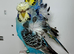 Pair of Helicopter budgies (hagoromo) for sale