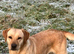 UNEXPECTEDLY FOR SALE Labrador dog puppy