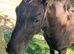 Registered fell pony colt foal