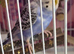 Budgies