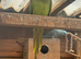 Proven pairs of Ringnecks (4 years old)