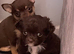 Long haired appledomed tiny female