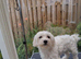 15 weeks old Maltese