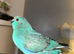 Male blue pied