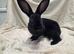 Litter of female mini rex