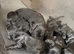 Beautiful Cockapoo Puppies &ndash; 3 Boys & 3 Girls  We are delighted to offer our gorgeous litter of 6 Cockapoo puppies looking for their forever homes.