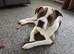2 beautiful male Akita crosses for sale