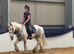15hh | 5-Year-Old Cob Gelding