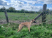 3 male whippetts
