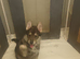 Beautiful girl available