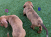 2 Adorable miniature male & female Dachshunds with Beautiful markings for sale
