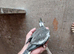 Beautiful pied baby and normal ready now