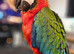 Harlequin Macaw for sale