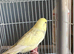 Female budgie for sale 2yrs