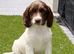 Gorgeous Chunky ESS Boy Puppies