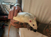 2 brothers dumbo rats and cage