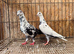 TIGER GRIZZLED RACING PIGEONS FOR SALE