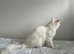 Turkish angora