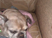 Looking for a good home for my dog