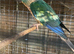 1 bonded pair of conures