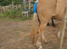 16hh palamino