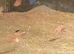 Bleeding heart tetra group