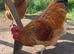 Buff Sussex hatching eggs &pound;3 each
