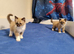 Mink mitted ragdoll kittens