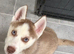 One stunning boy from imported parents