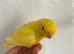 Last little girl baby tame Linnie