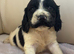 Cocker spaniel puppies
