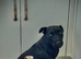 Laguna whippet lovely little girl puppy is going cause of a break up
