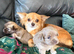 Ready 27/7 Stunning Chihuahua Puppy