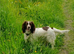 Ella's Puppies