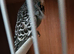 Proven pair black winged budgies