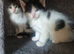 Gorgeous kittens ready for new forever loving homes