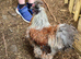 Silkie Bantam Cockerel