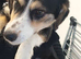 Rescued puppy, 9months,very loving neutered
