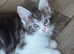 Two stunning silver maine coon kittens