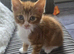 Female kitten for sale