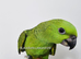 Beautiful baby yellow naped amazon