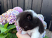 Stunning Tiny Pomchi’s