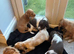 Cocker spaniels