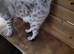 TICA registered snow lynx seal male