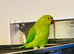 Stunning young Indian Ringnack parrot