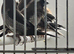 Benalese finches for sale