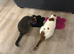 **RESERVED*** 2 year old male cat