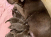 4 left Stunning Silver Labrador Pups