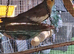 Cockatiels